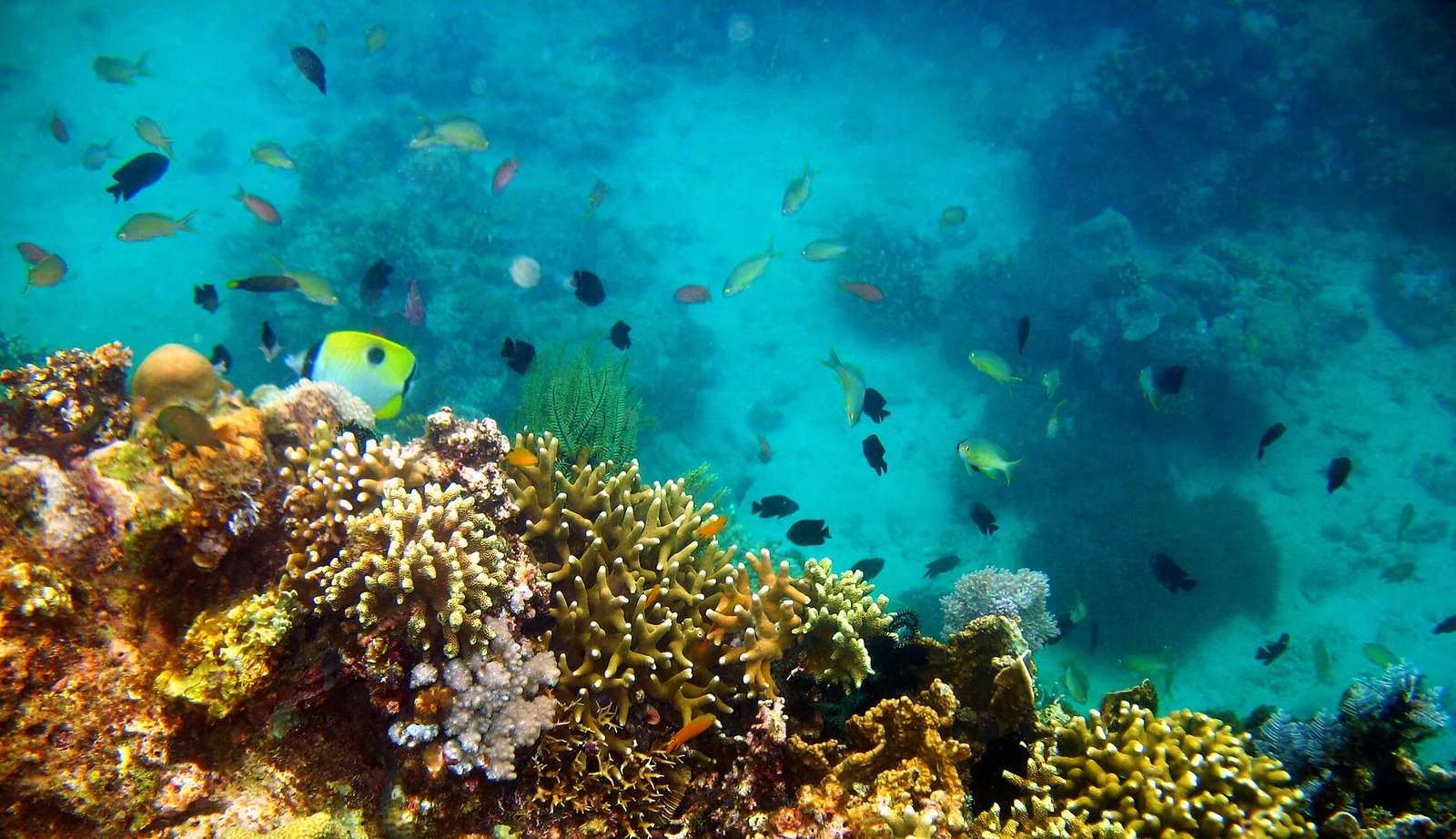 Anilao