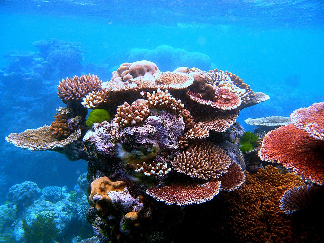 Grande Barrière de corail
