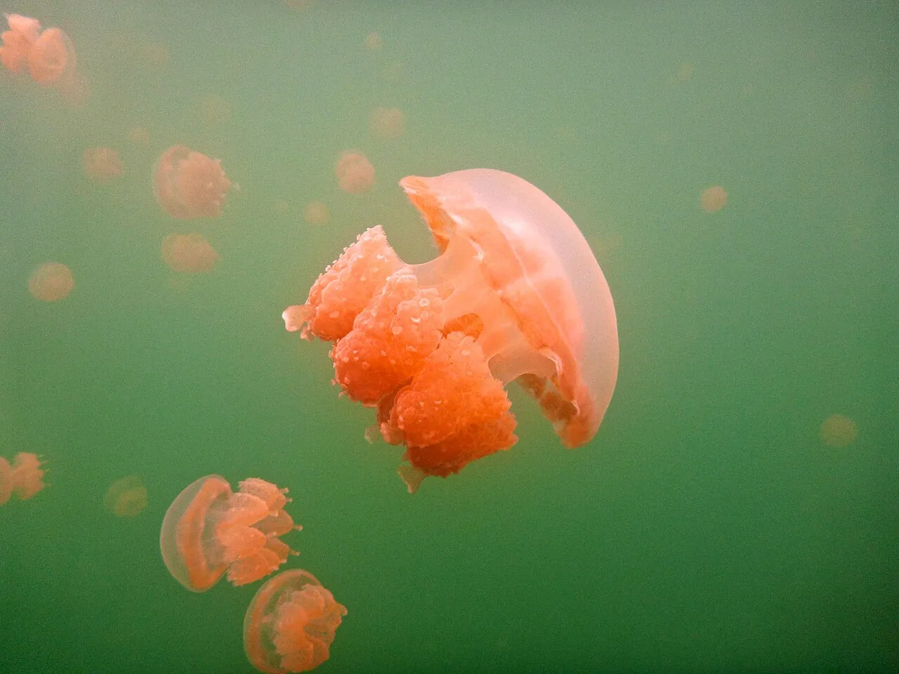 Jellyfish Lake