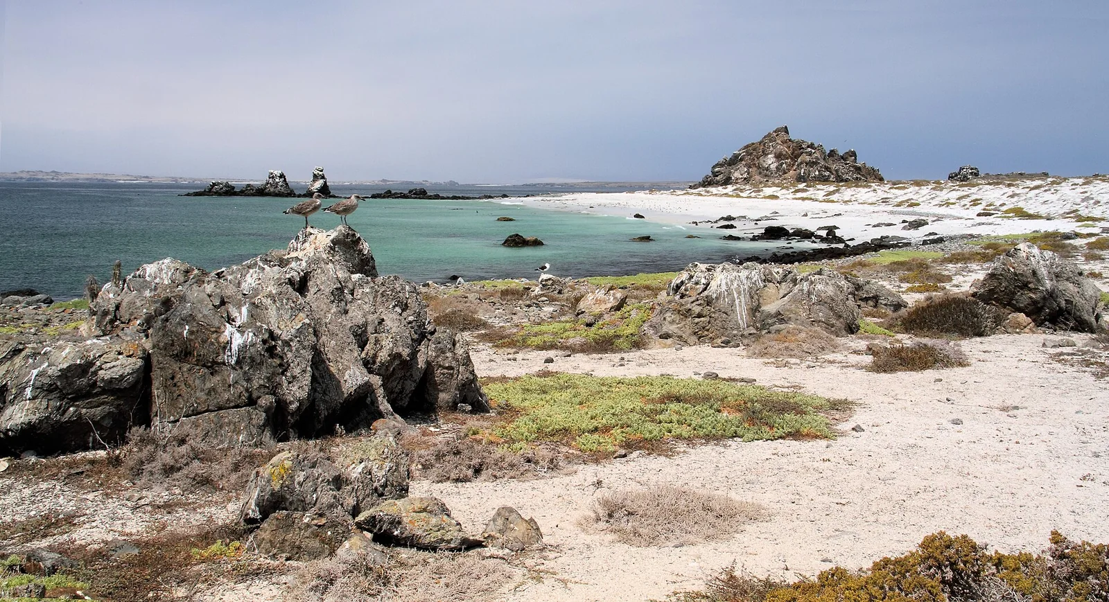 Isla Damas — Punta de Choros