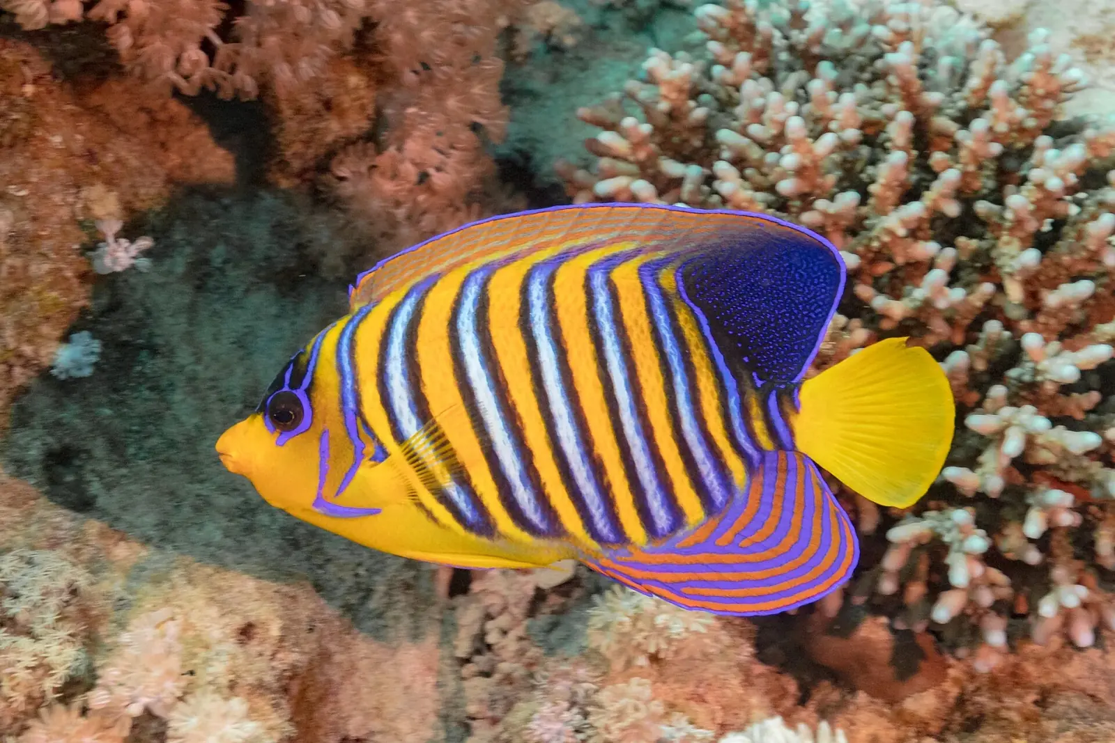 Ras Muhammad · Les couleurs du récif
