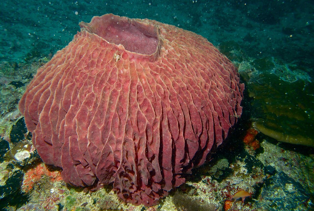 Sipadan